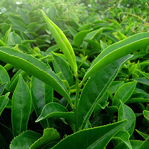 使用 HPLC 纯化绿茶中的多酚