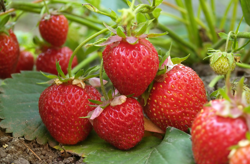 从源头到餐桌：恒谱生专业农药残留检测，筑牢食品安全防线！