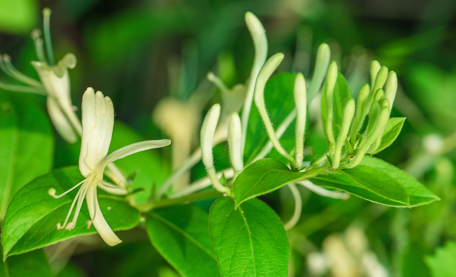 中药|金银花含量测定①(中国药典2025版)！